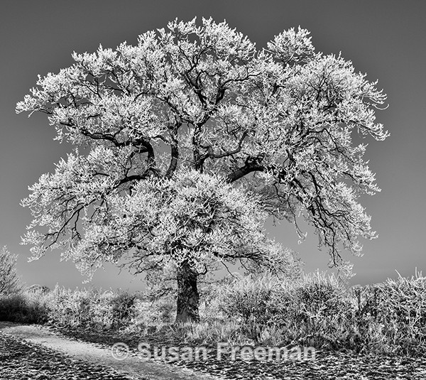 Tree in Hoar Frost - Monochrome