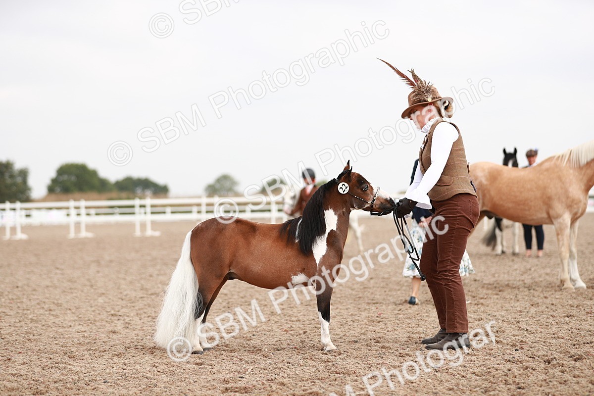 SBM_11845 - Class 206 IH Non Show Type Pony