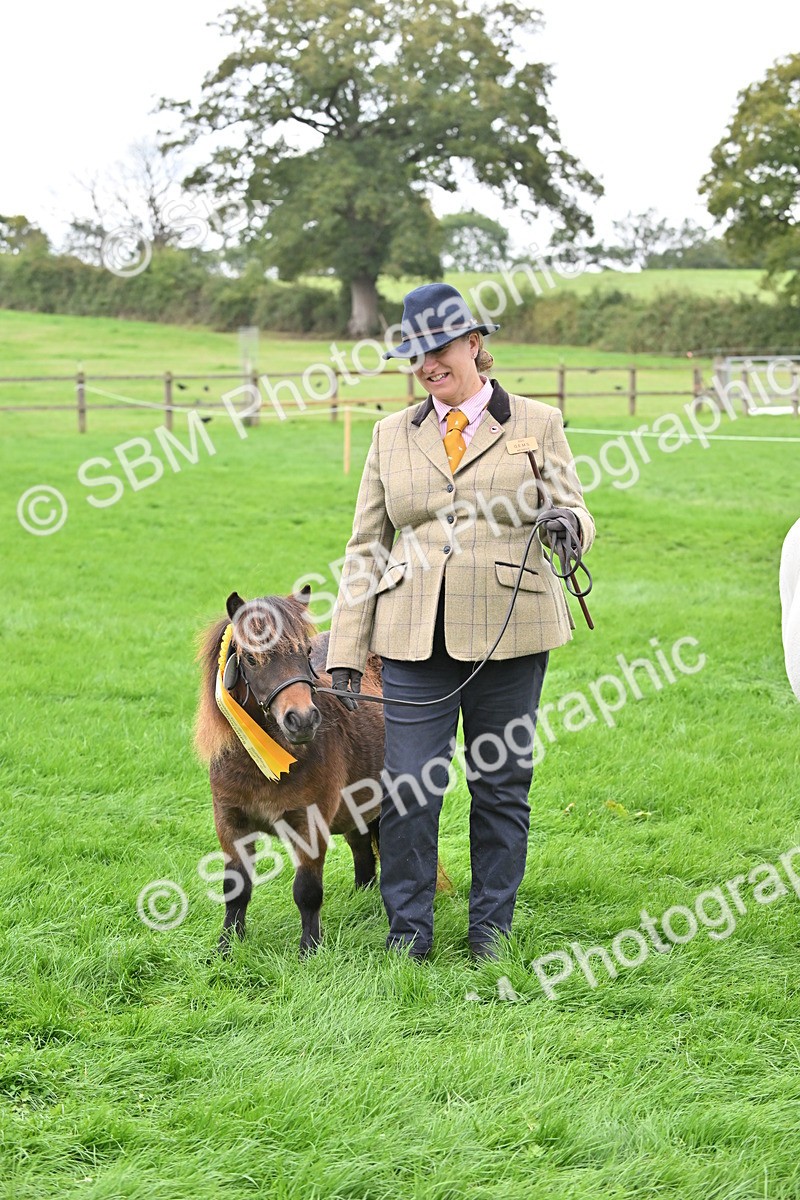 SBM_61094 - S48 - Mountain & Moorland In Hand Small Breeds
