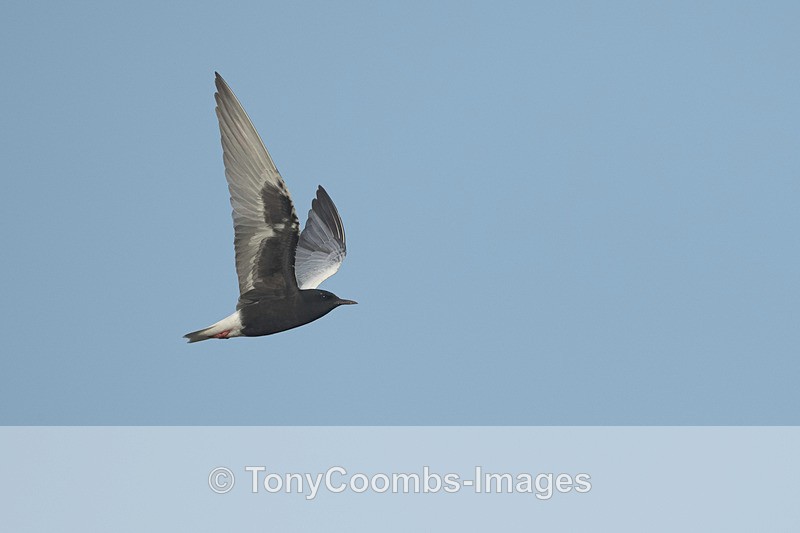 White-winged Black Tern - Lesvos ~ Other Birds