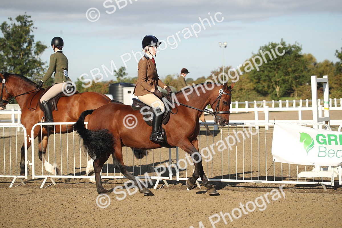 SBM_11510 - Class 502 - Riding Club Horse