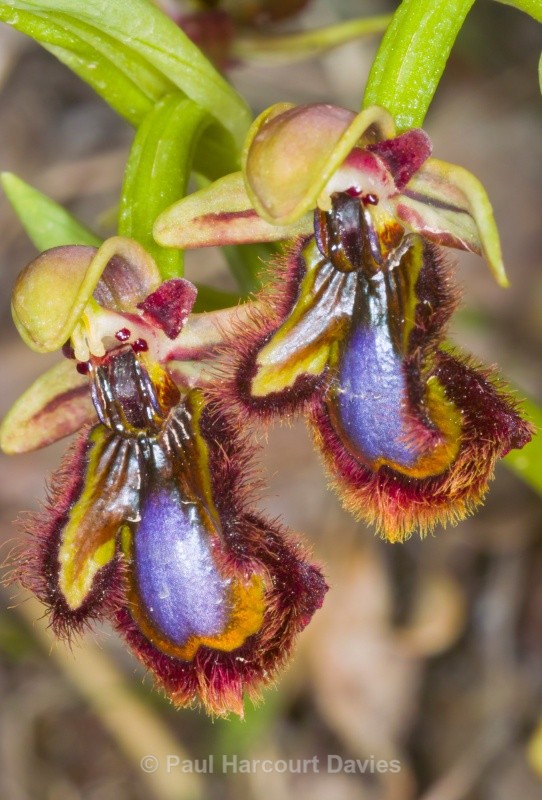 Mirror Orchid (Ophrys ciliata syn. Ophrys speculum) - Orchids - Ophrys