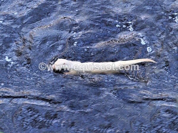 equiscot 2211 - ALBINO OTTERS - SCOTLAND