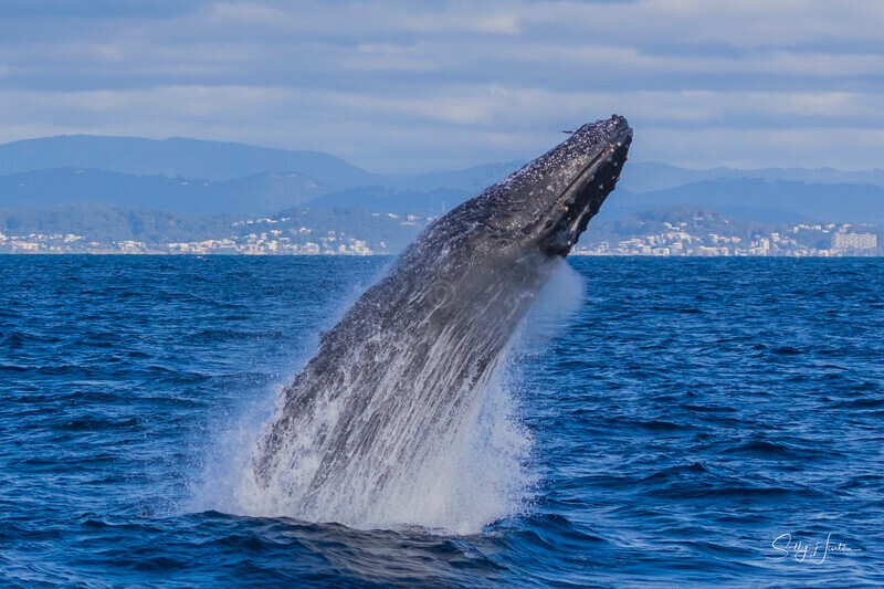 0A3A2565 - 2024 Whale Photos