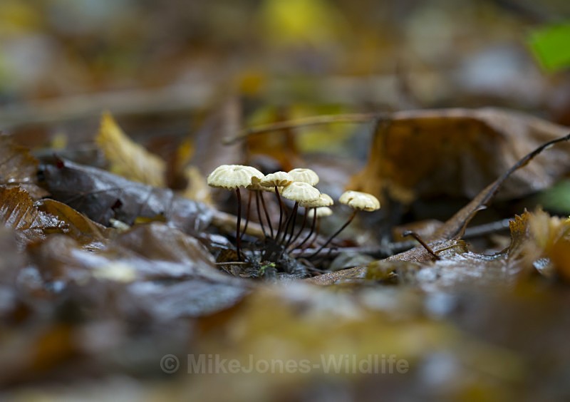 Parachute mushrooms (Marasmius Capillaris) Cheshire - FUNGI (MUSHROOM) IMAGES