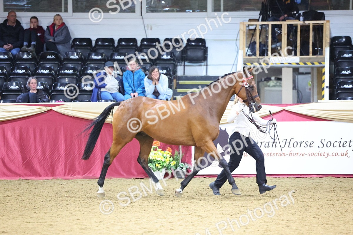 SBM_18816 - Class E IH Horse Champ