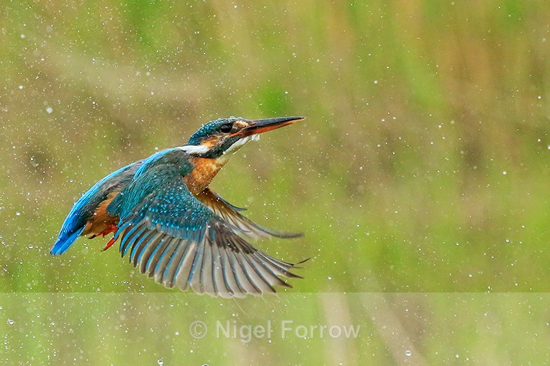 Kingfisher (female) takes off, Scotland - Kingfisher