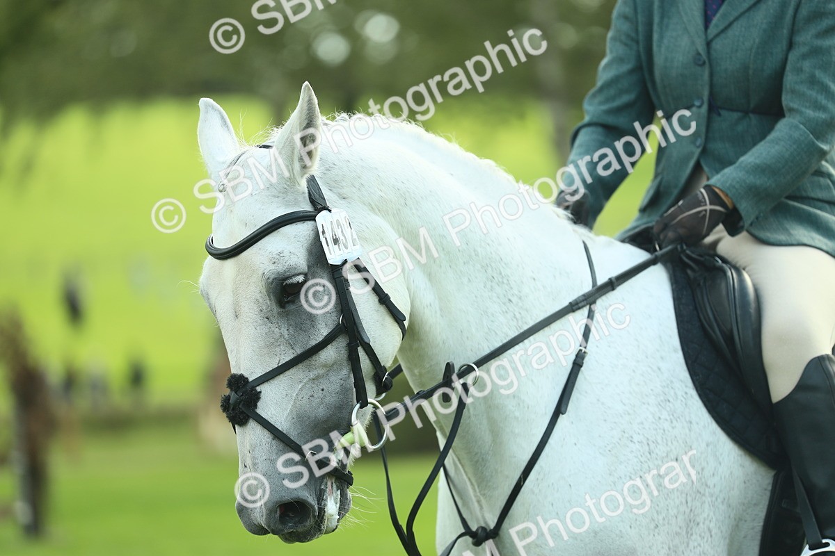 SBM_50690 - S33 - Working Hunter & Working Show Horse