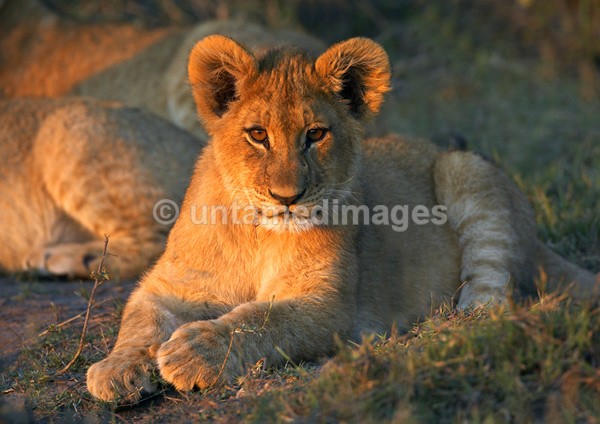 Lion cub - Botswana