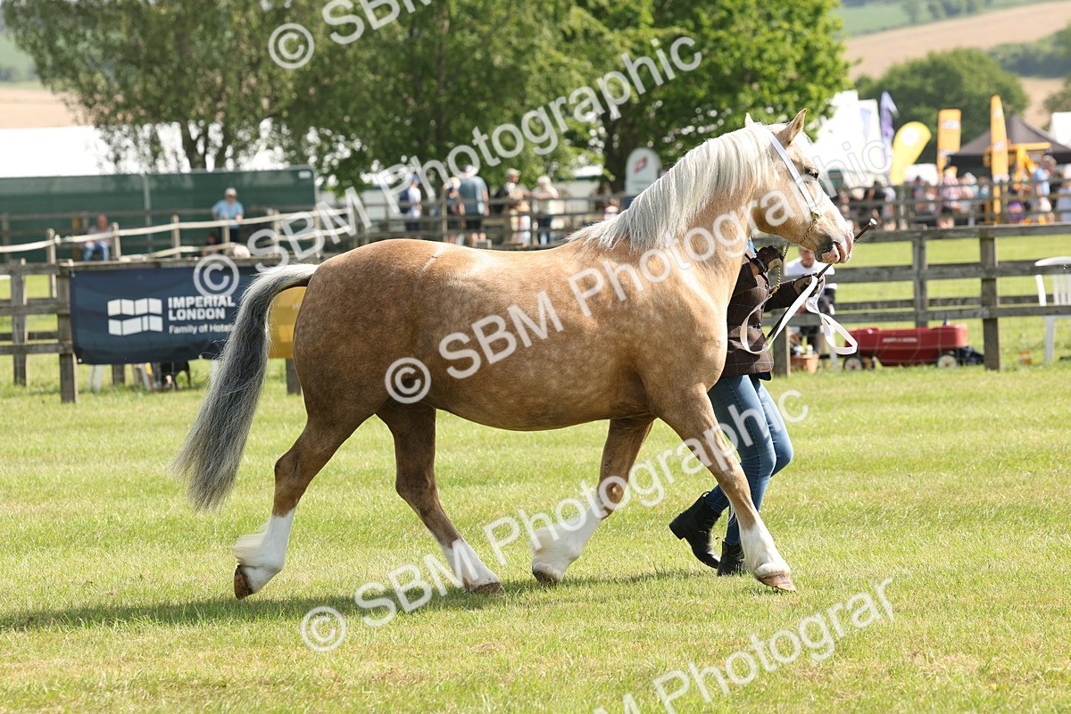 SBM_02131 - Class 6-13 - Mountatin and Moorland In Hand Welsh Breeds