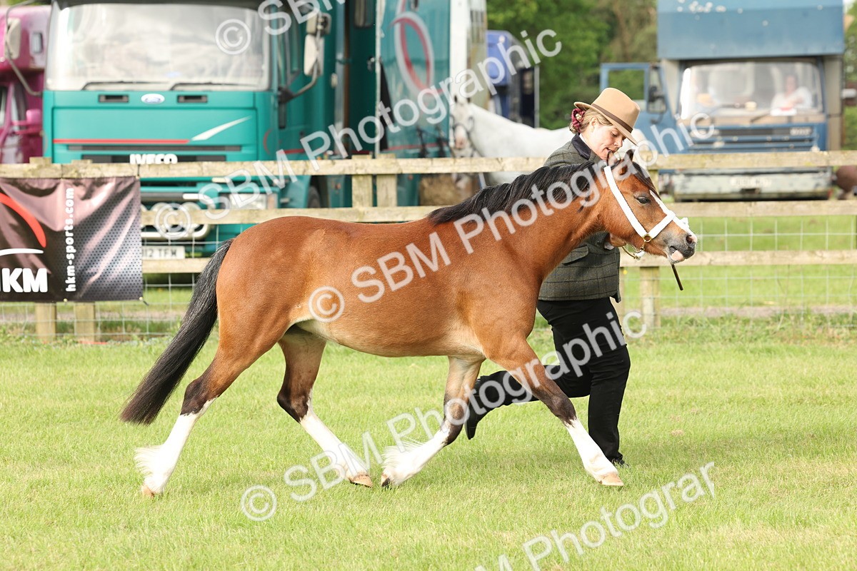 SBM_00448 - Class 6-13 - Mountatin and Moorland In Hand Welsh Breeds
