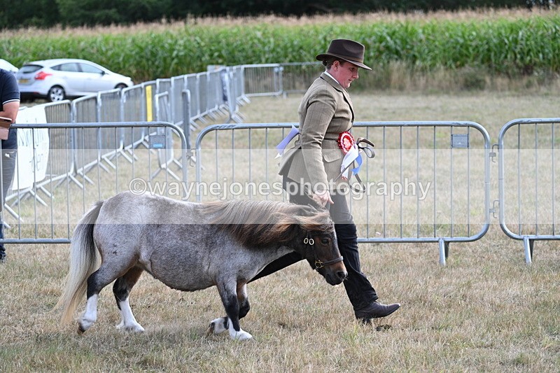 WJ7_8290 - In-hand Championship