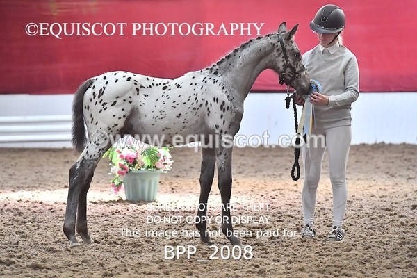 BPP_2008 - AFTERNOON 12.30 - 3.30PM