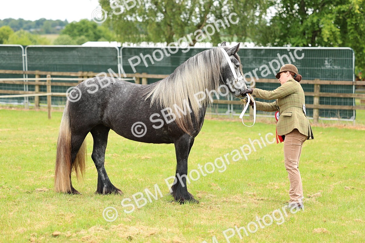 SBM_00604 - Class 58-67 - M&M Non Welsh Pony In hand