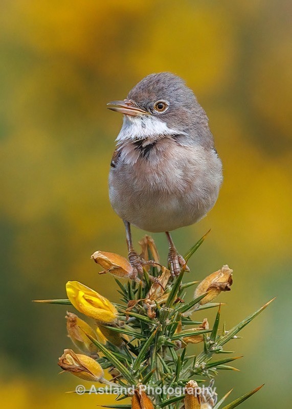 Whitethroat - Latest Images