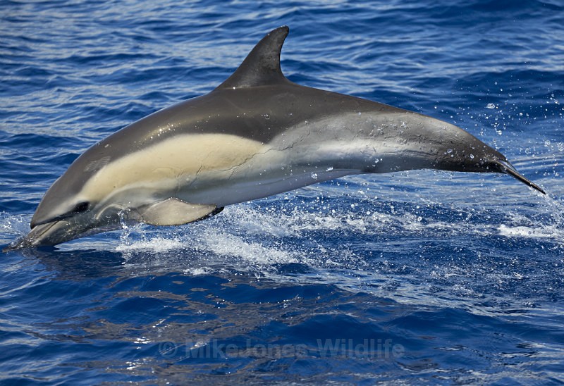 Common Dolphin, Pico Island, Azores.ref cd pico 4 - WHALES. Azores, Scotland, Iceland.
