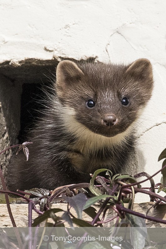 Pine Marten  (kit) - Ardnamurchan ~ Bempton Cliffs
