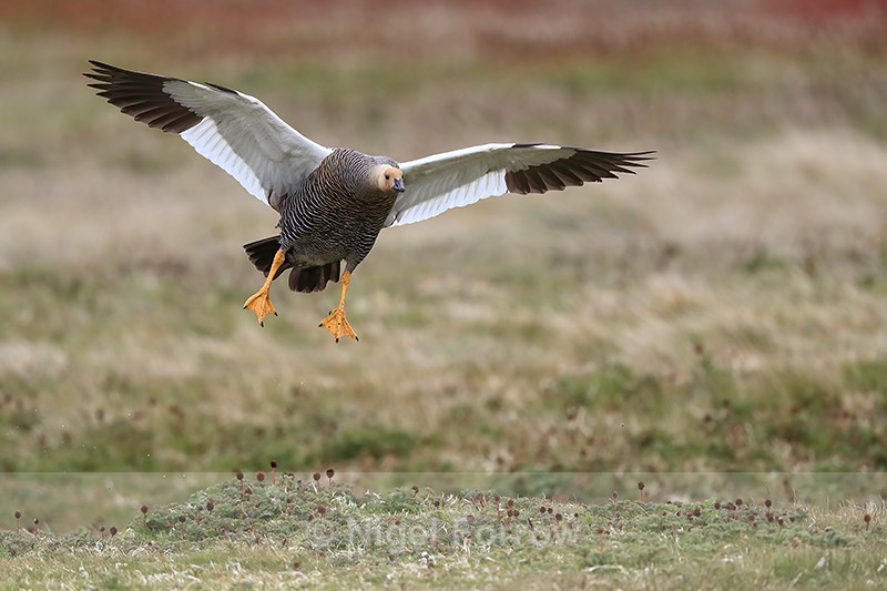 Upland Goose (female) on final approach, Carcass Island, Falklands - Upland Goose