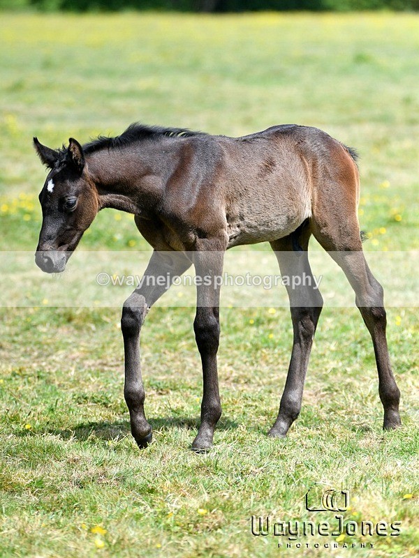 WJ5_4359 - Lyford Stud - Foals 01-06-25