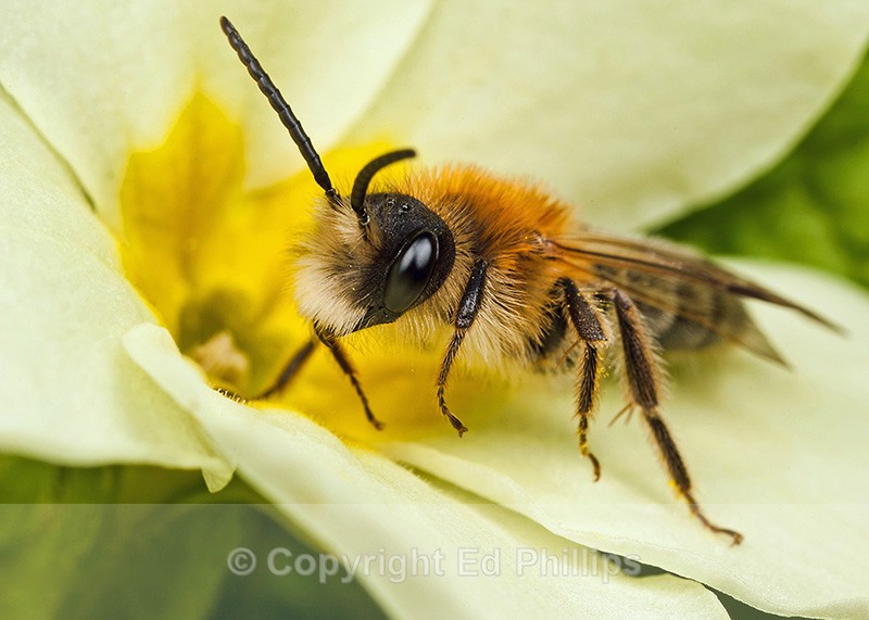 Andrena fulva (m) - Andrena fulva