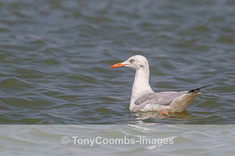 Slender-billed Gull - Morocco