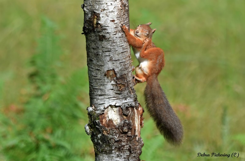 Red Squirrel - Wildlife
