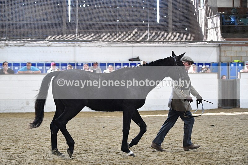 WJ5_4813 - Class 3 Part Bred In hand