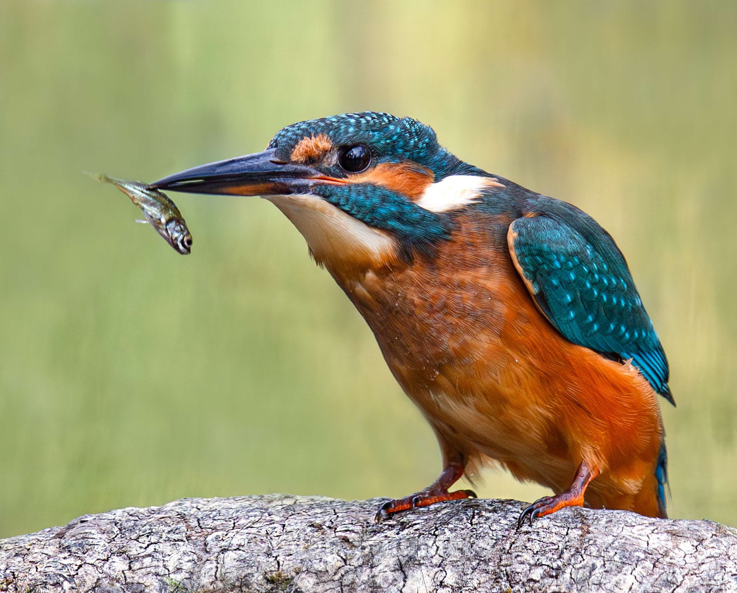 Common Kingfisher 16