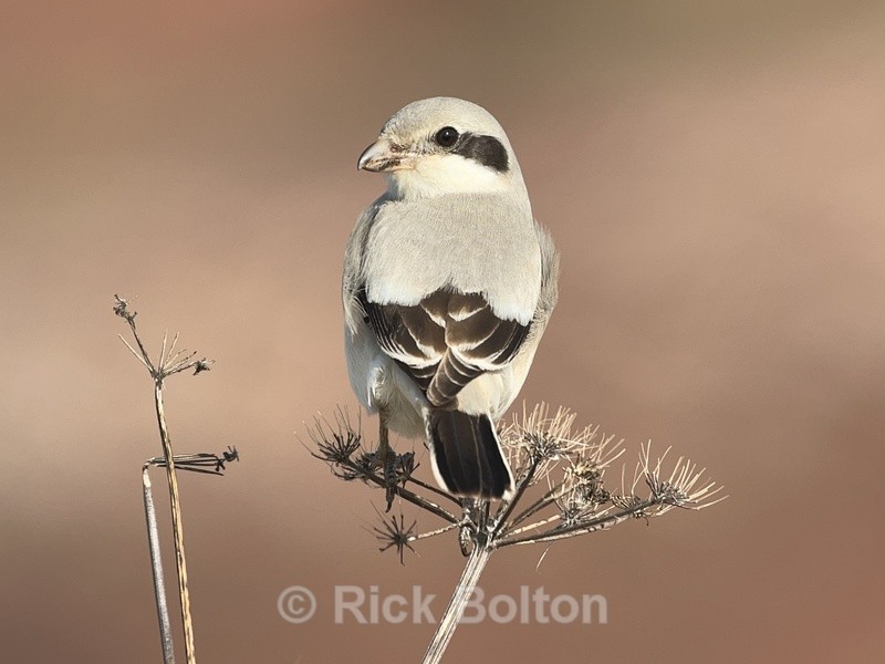 Steppe Grey Shrike - Birds