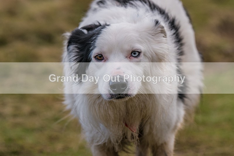 Clough Head-1154 - Kong Clough Head Fell Race Saturday 18th January 2025