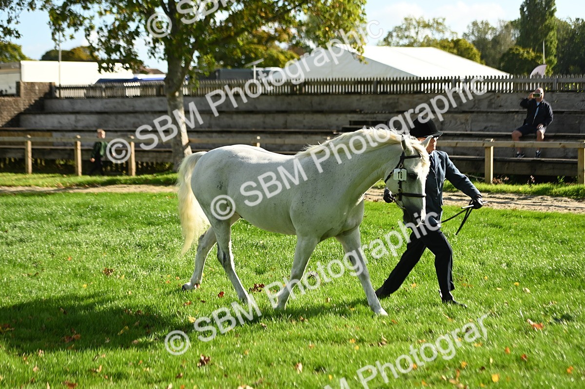 SBM_15910 - S1 - TSR in Hand Horse & Pony Showing
