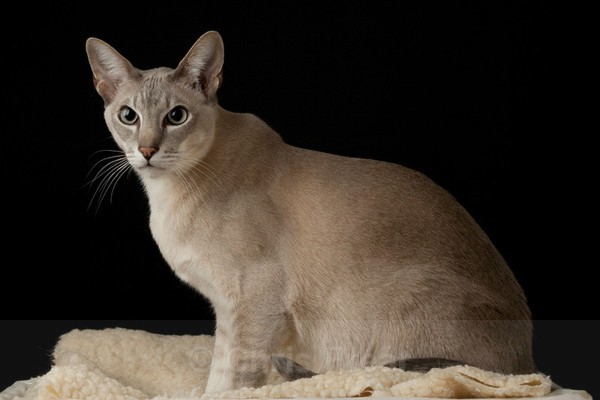 Frear-Cat03 - For T&C