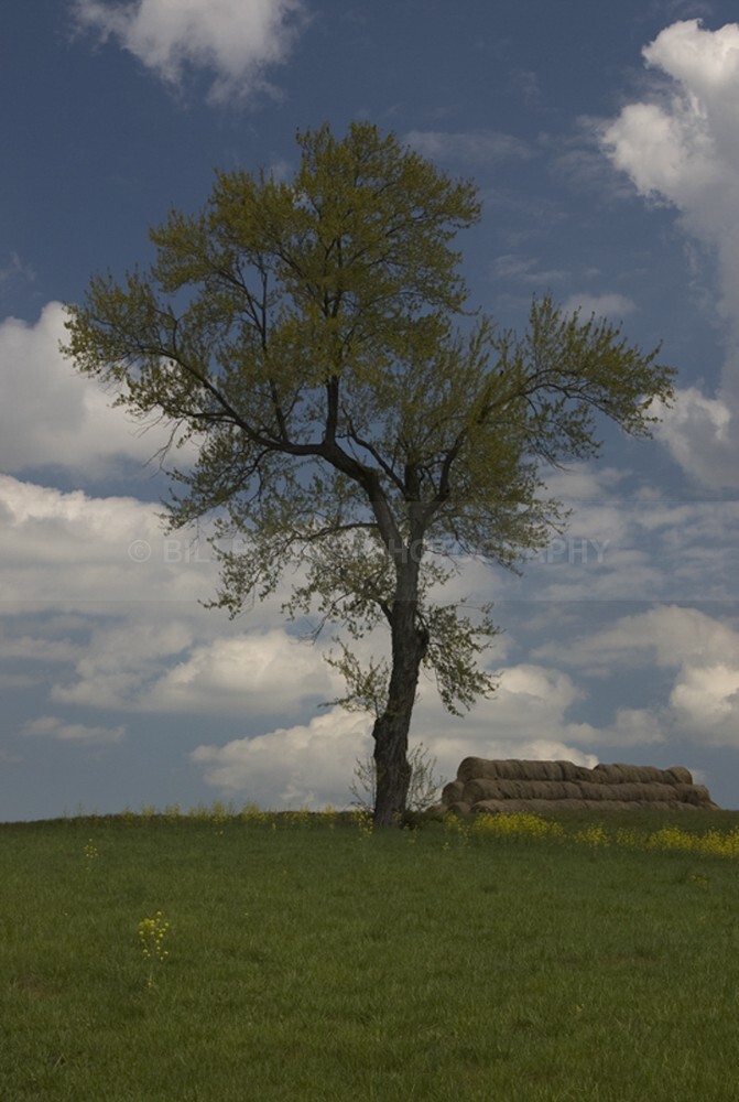 7 - The Tree Project