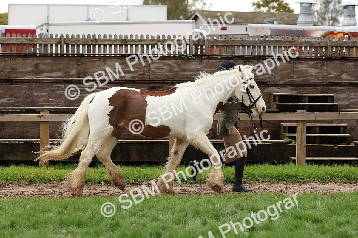 SBM_41720 - S26 - Mature Veteran In Hand