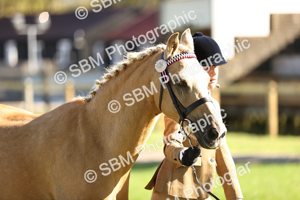 SBM_15907 - S1 - TSR in Hand Horse & Pony Showing