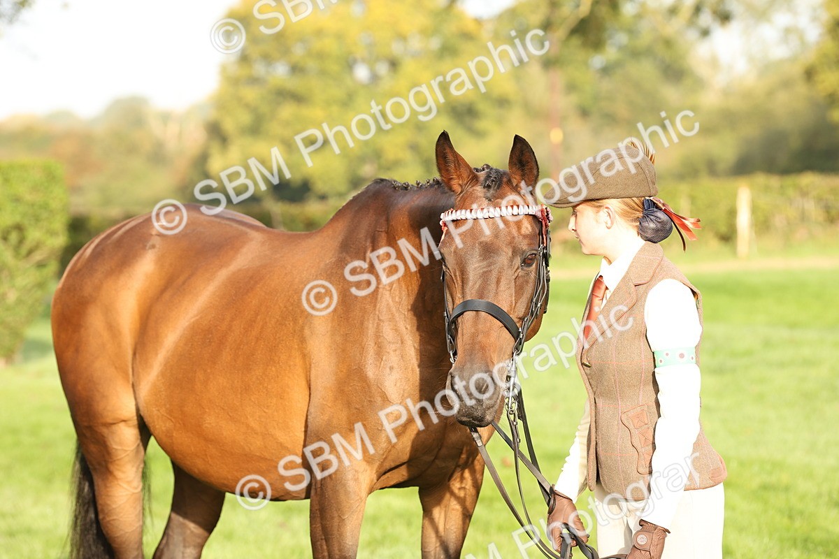 SBM_54976 - S52 - Riding Horse & Hack & thoroughbred In Hand