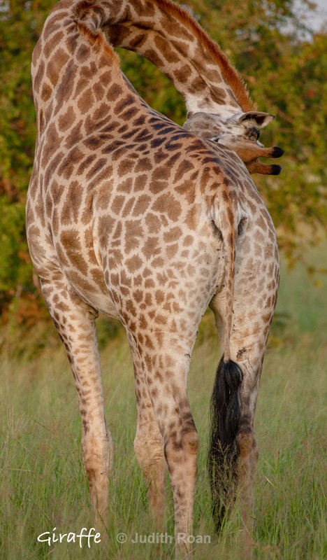  - South Africa Birds and Mammals