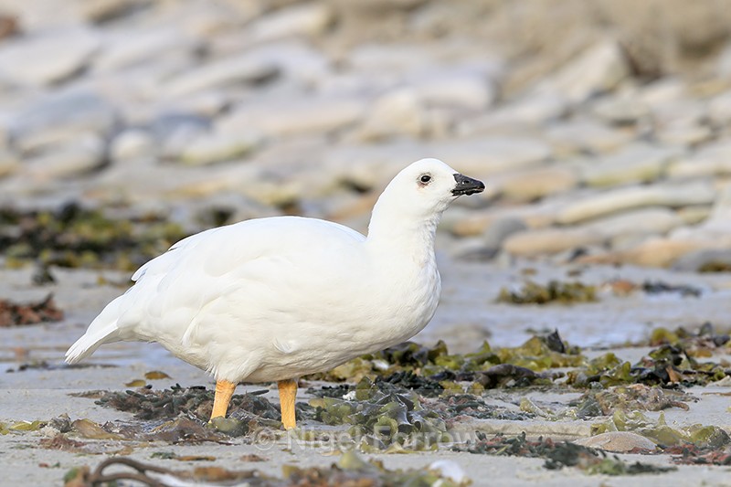 Kelp Goose (male) side view, Carcass Island, Falklands - Kelp Goose