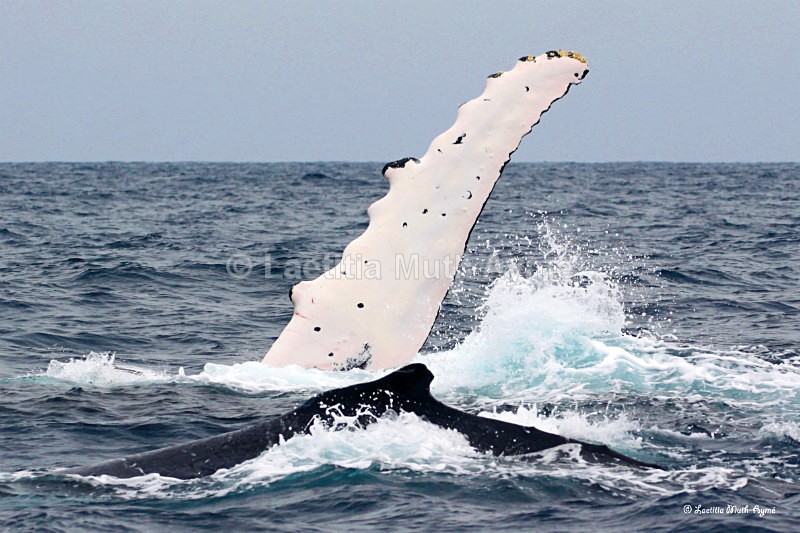 IMG_5125 Gabon - Marine wildlife