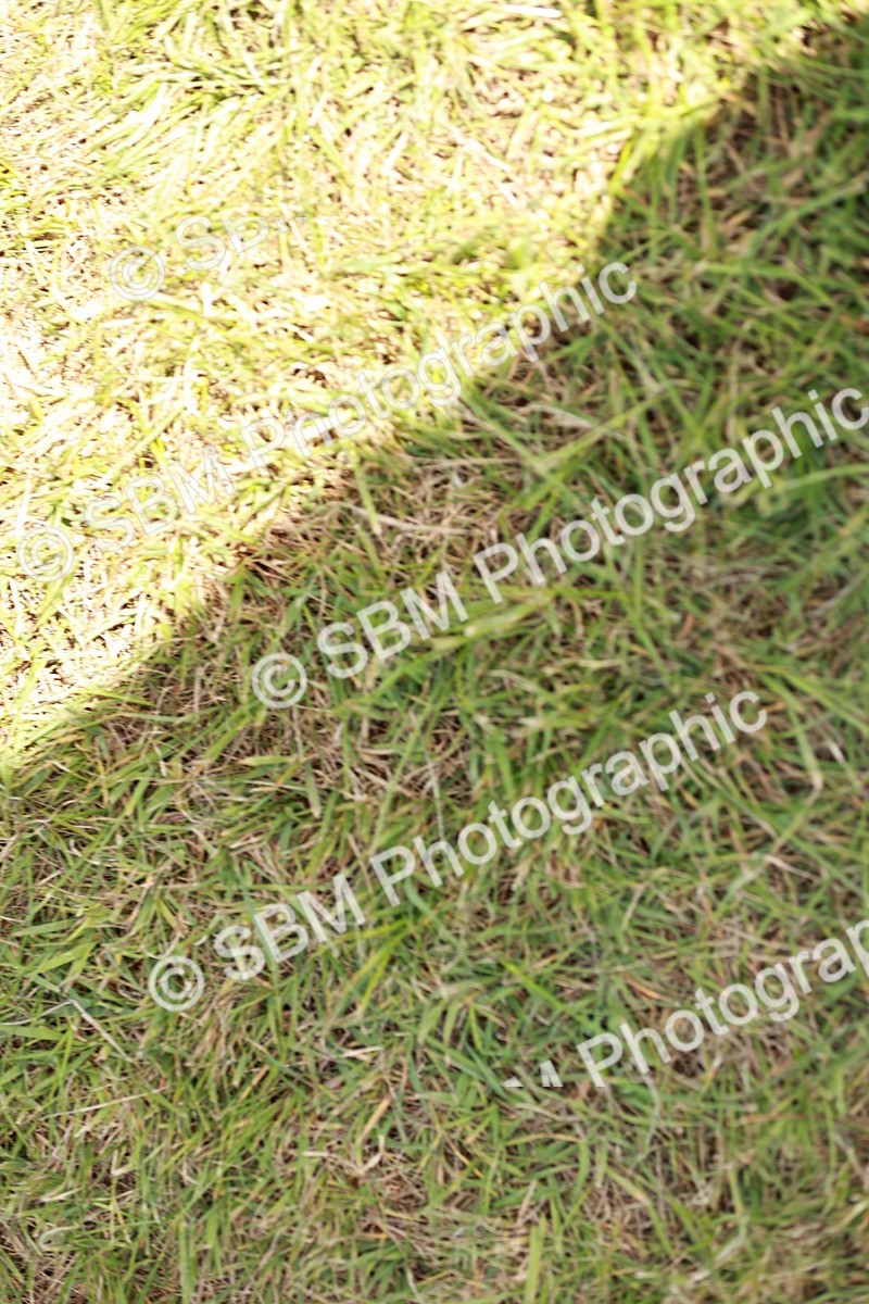 SBM_05479 - Class 41-45 - Riding Pony-Hunter Pony Breeding