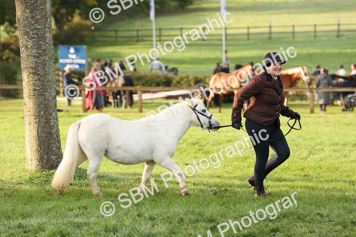SBM_54423 - S51 - Foreign Breeds In Hand