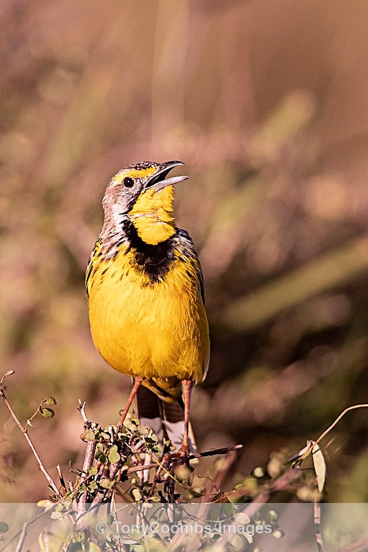 Yellow-throated Longclaw - Mara North ~ Birds