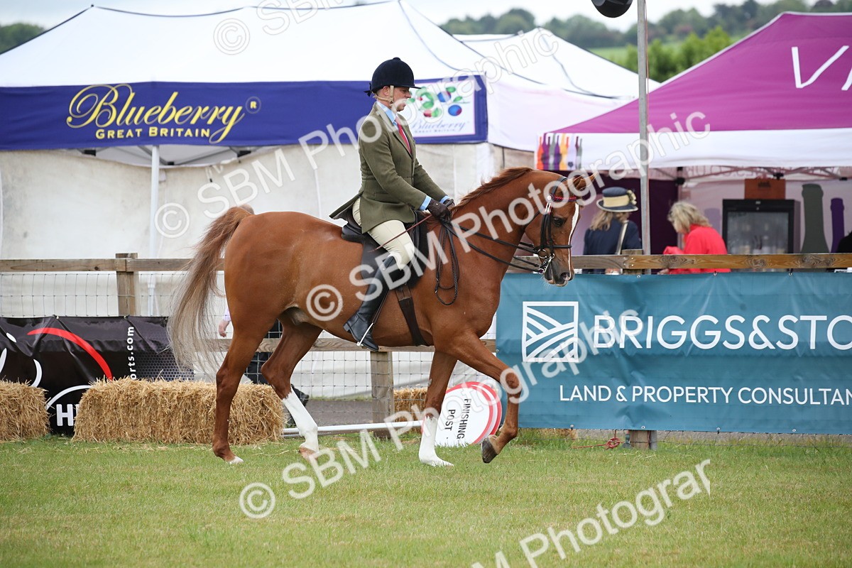 SBM_03597 - Class 21 - 22 - Ridden Arab and Part Bred/Anglo Arab