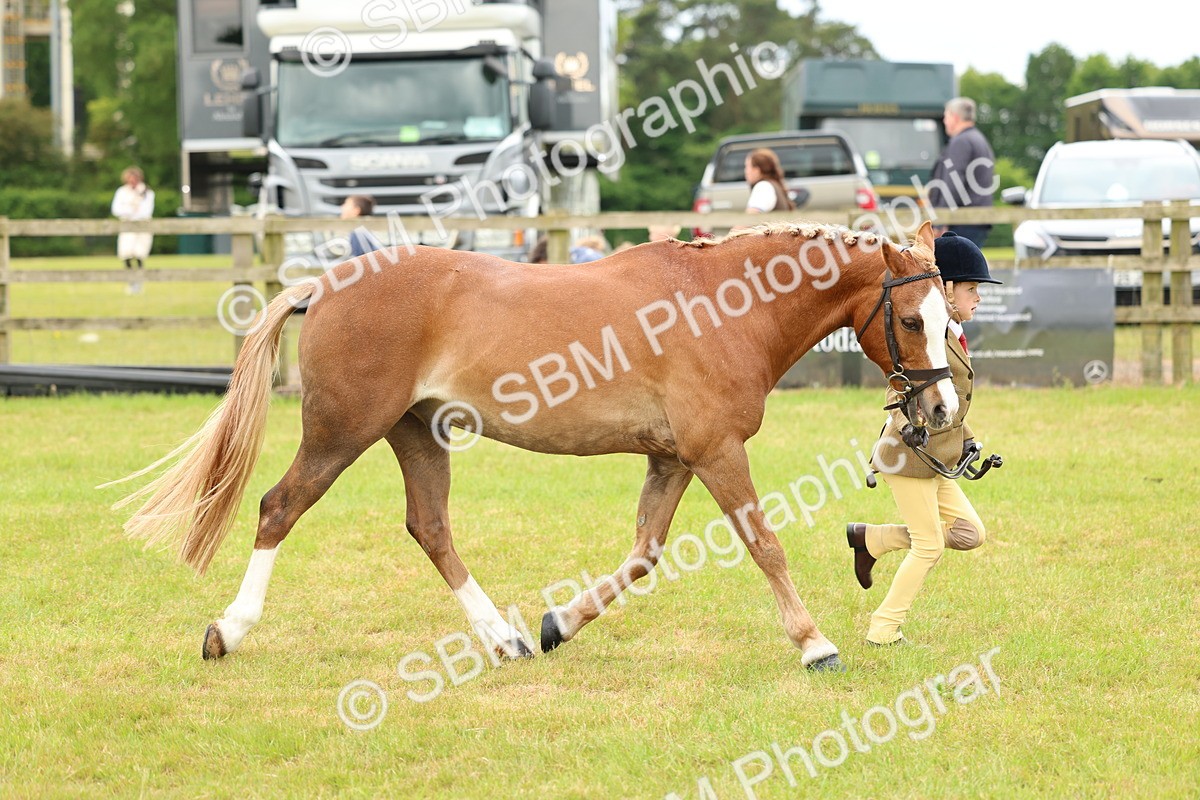 SBM_10267 - Class 44-45 - LIHS BSPS Open Nursery and Cradle Stakes