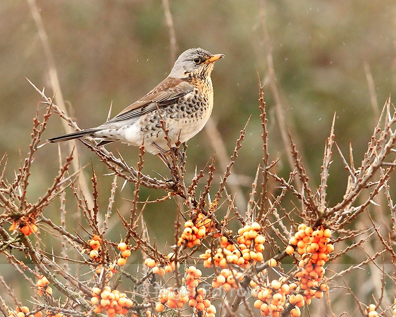 Fieldfare looking for berries at Holme Dunes - Fieldfare