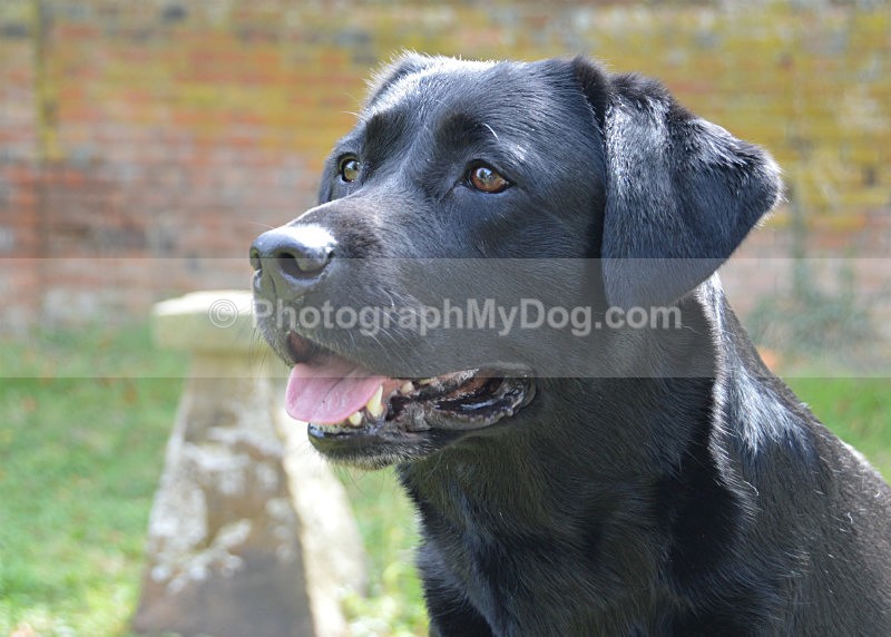  - Yellow and Black Labradors