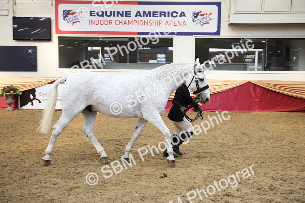 SBM_24742 - Class 906 - Supreme Final - Ridden Pre Vet