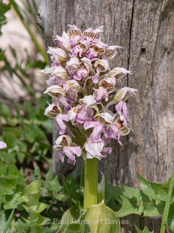 Milky Orchid (Neotinea lactea. syn.Orchis lactea ) - Gargano - Wild Orchids
