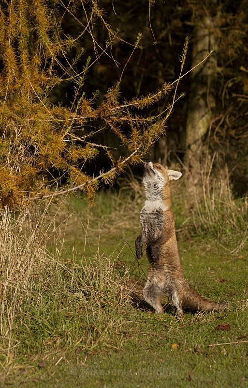 RED FOX 15 - THE RED FOX PORTFOLIO No 1
