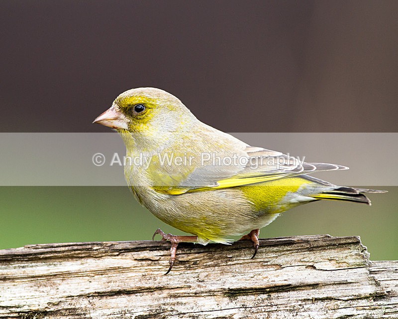 20130505-_MG_3445 - Greenfinch